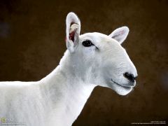Tapeta National Geographic 314.jpg